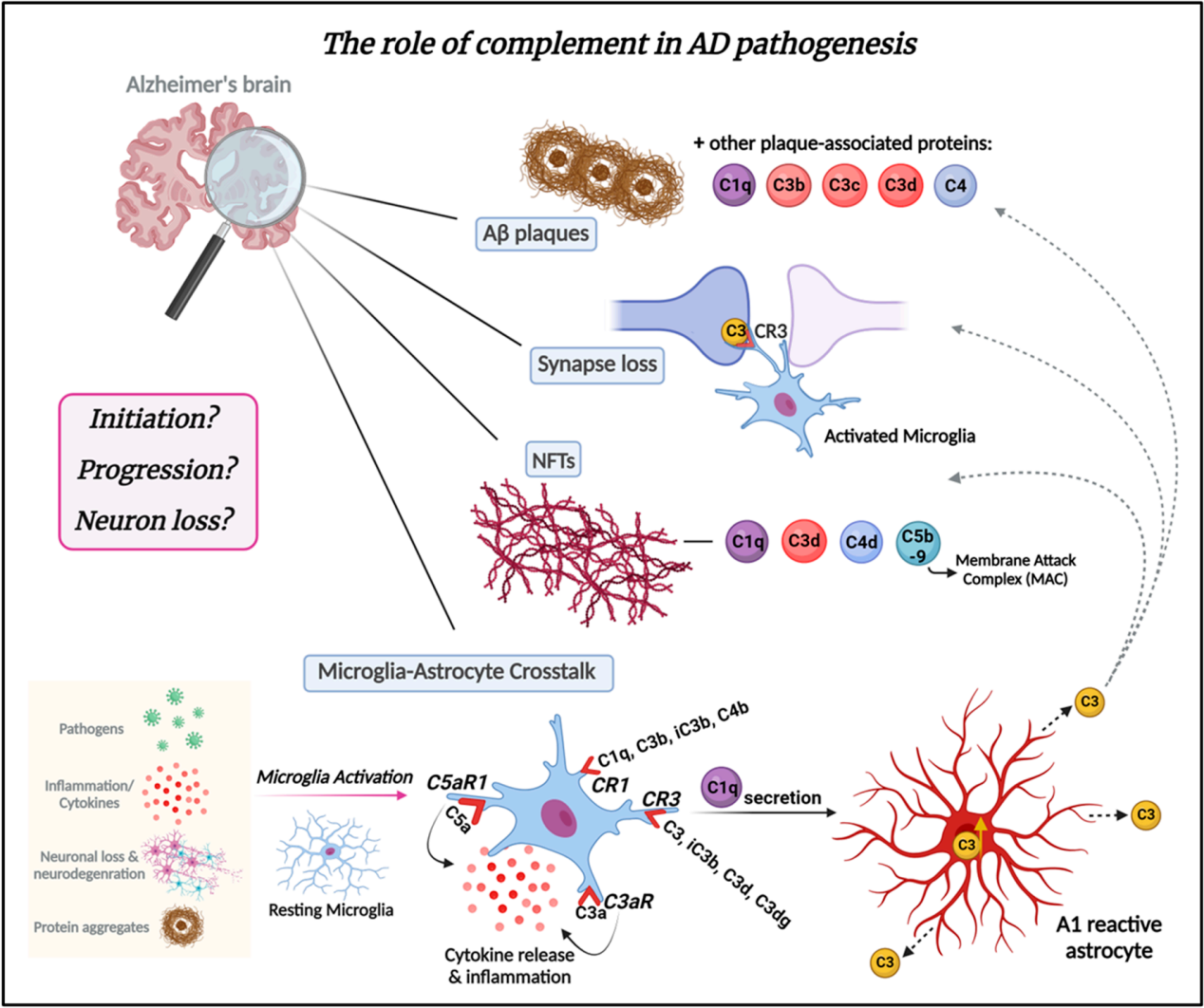 Complement core effector molecule C3
