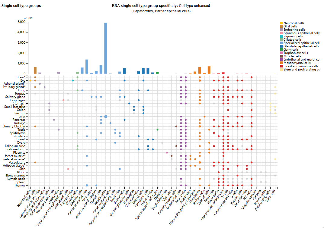 Complement core effector molecule C3