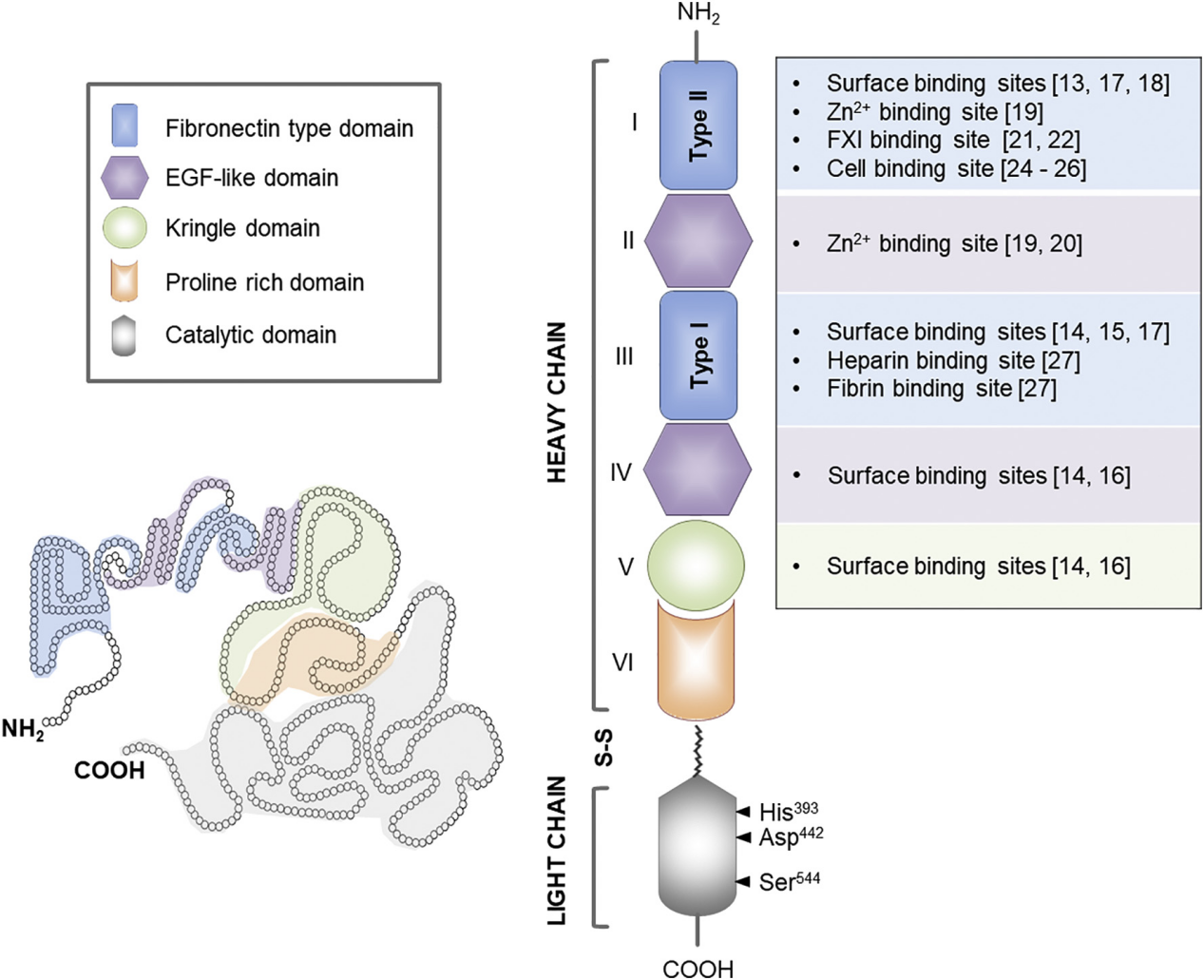 Contact-activated serine protease F12 Contact-activated serine protease F12