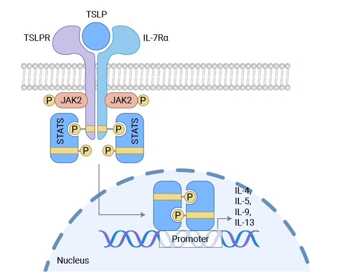 Cytokine receptor-like factor 2
