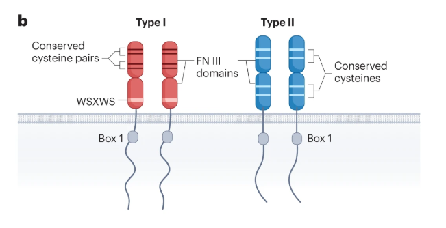 Cytokine receptor-like factor 2