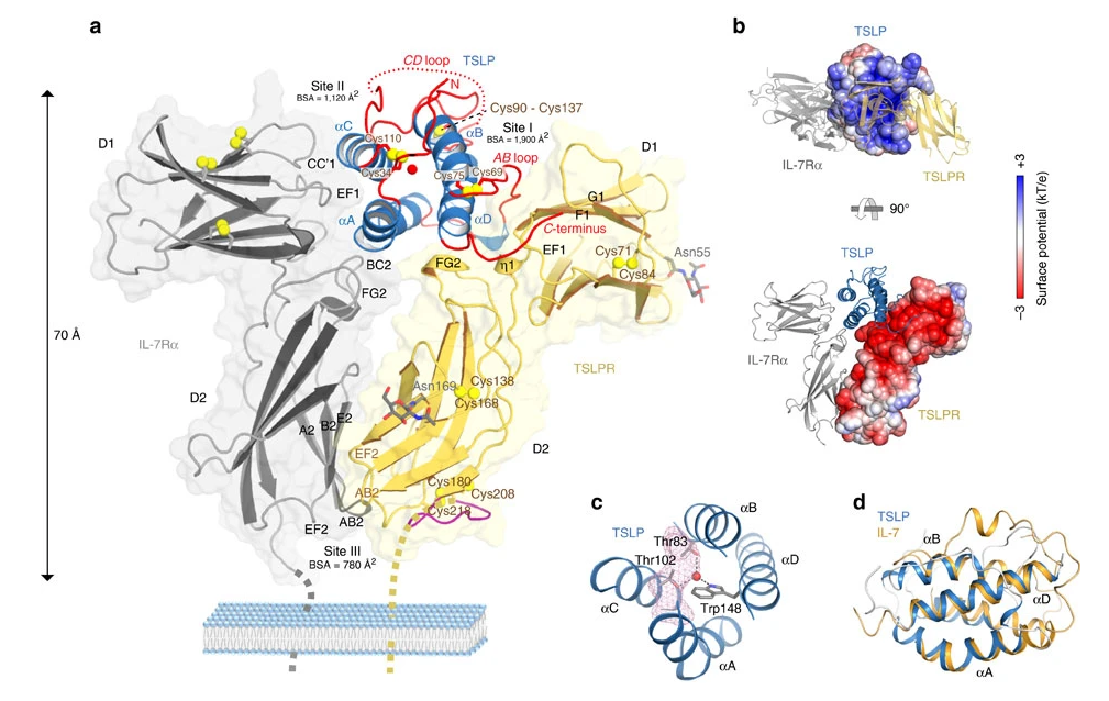 Cytokine receptor-like factor 2