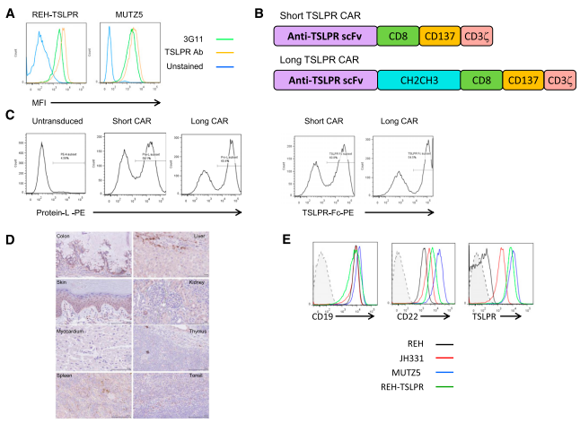 Cytokine receptor-like factor 2