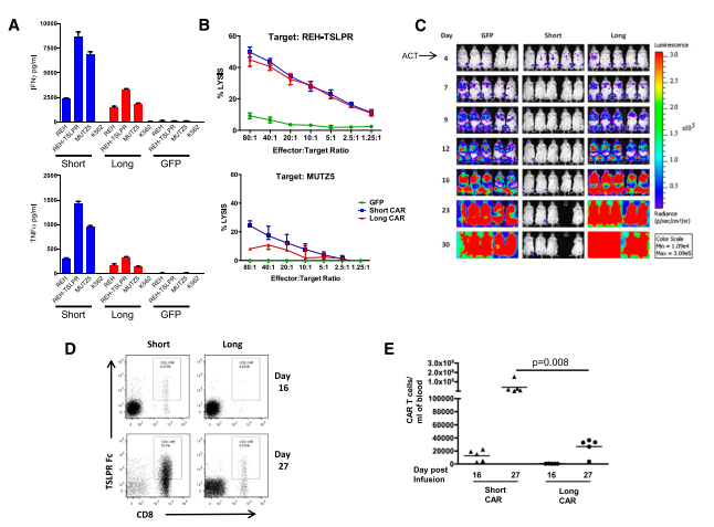 Cytokine receptor-like factor 2