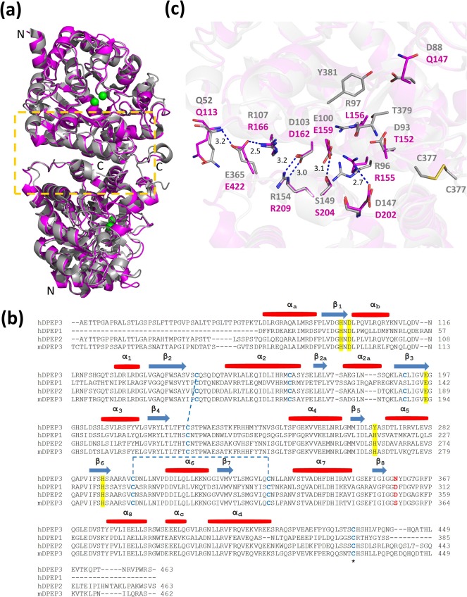 Dipeptidase DPEP3 Dipeptidase DPEP3
