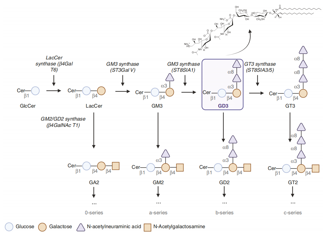 Disialoganglioside GD3