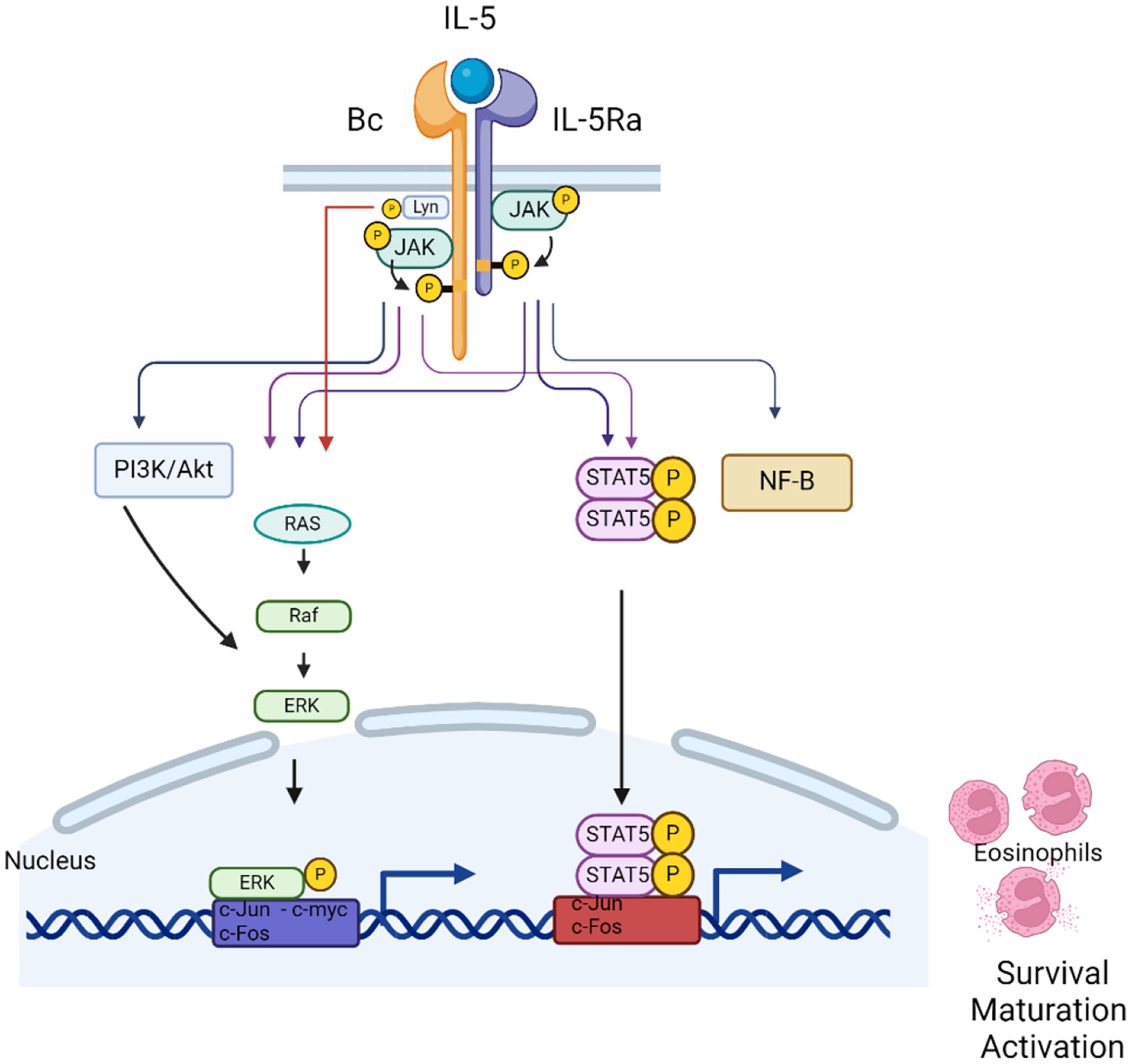 Eosinophil chemotaxis and survival receptor IL5R