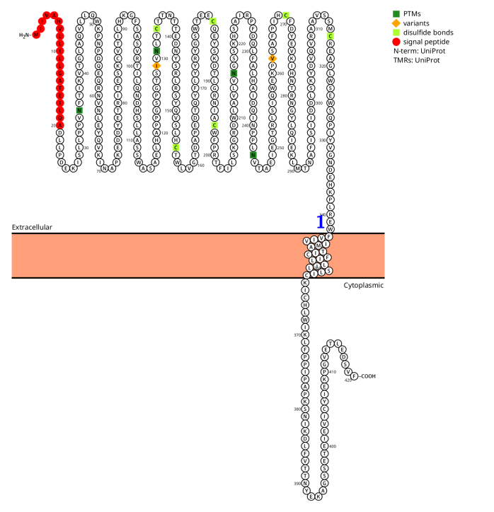 Eosinophil chemotaxis and survival receptor IL5R