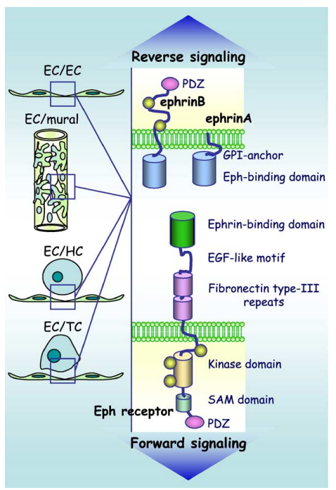 Ephrin type-A receptor 3 Ephrin type-A receptor 3