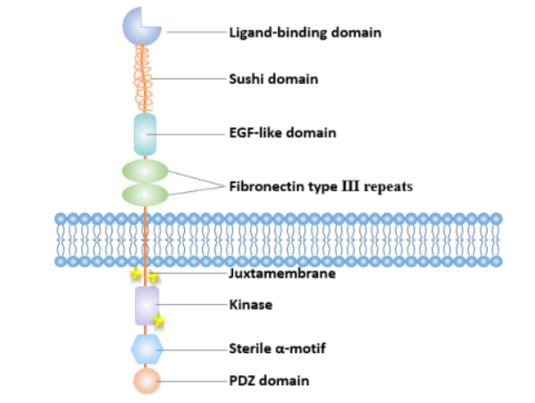 Ephrin type-A receptor 3 Ephrin type-A receptor 3
