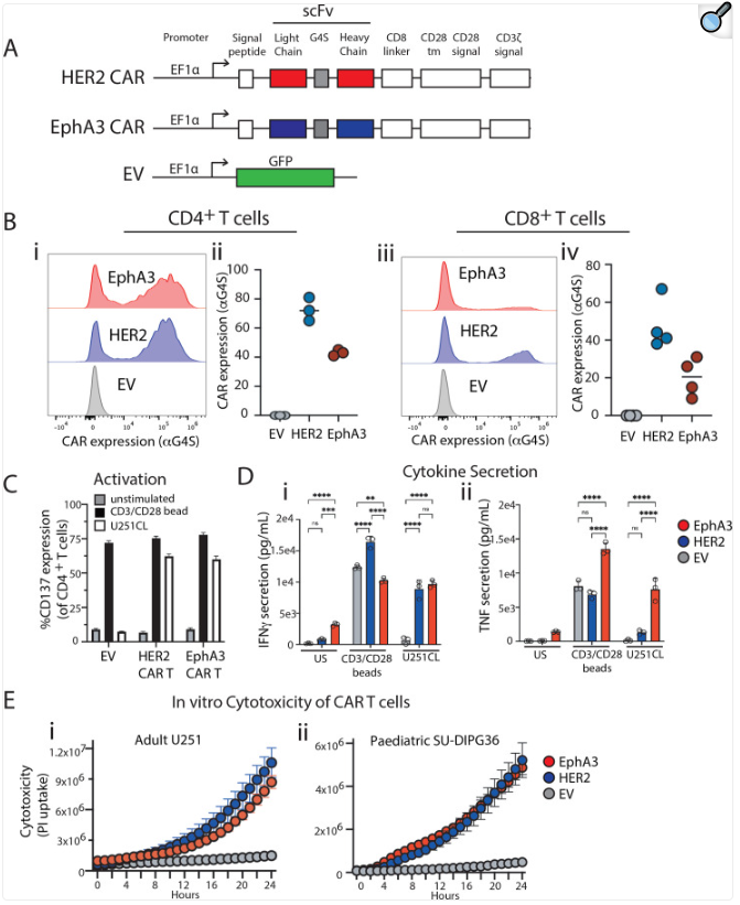 Ephrin type-A receptor 3 Ephrin type-A receptor 3