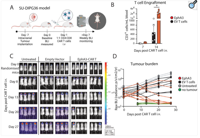 Ephrin type-A receptor 3 Ephrin type-A receptor 3