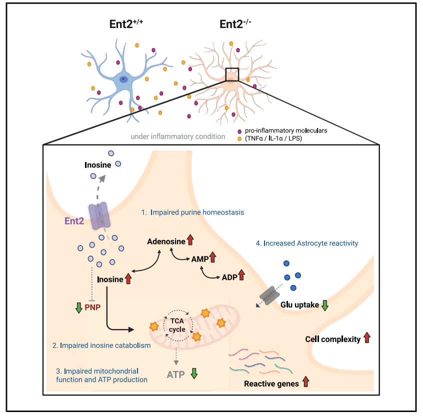 Equilibrative nucleoside transporter SLC29A2 Equilibrative nucleoside transporter SLC29A2