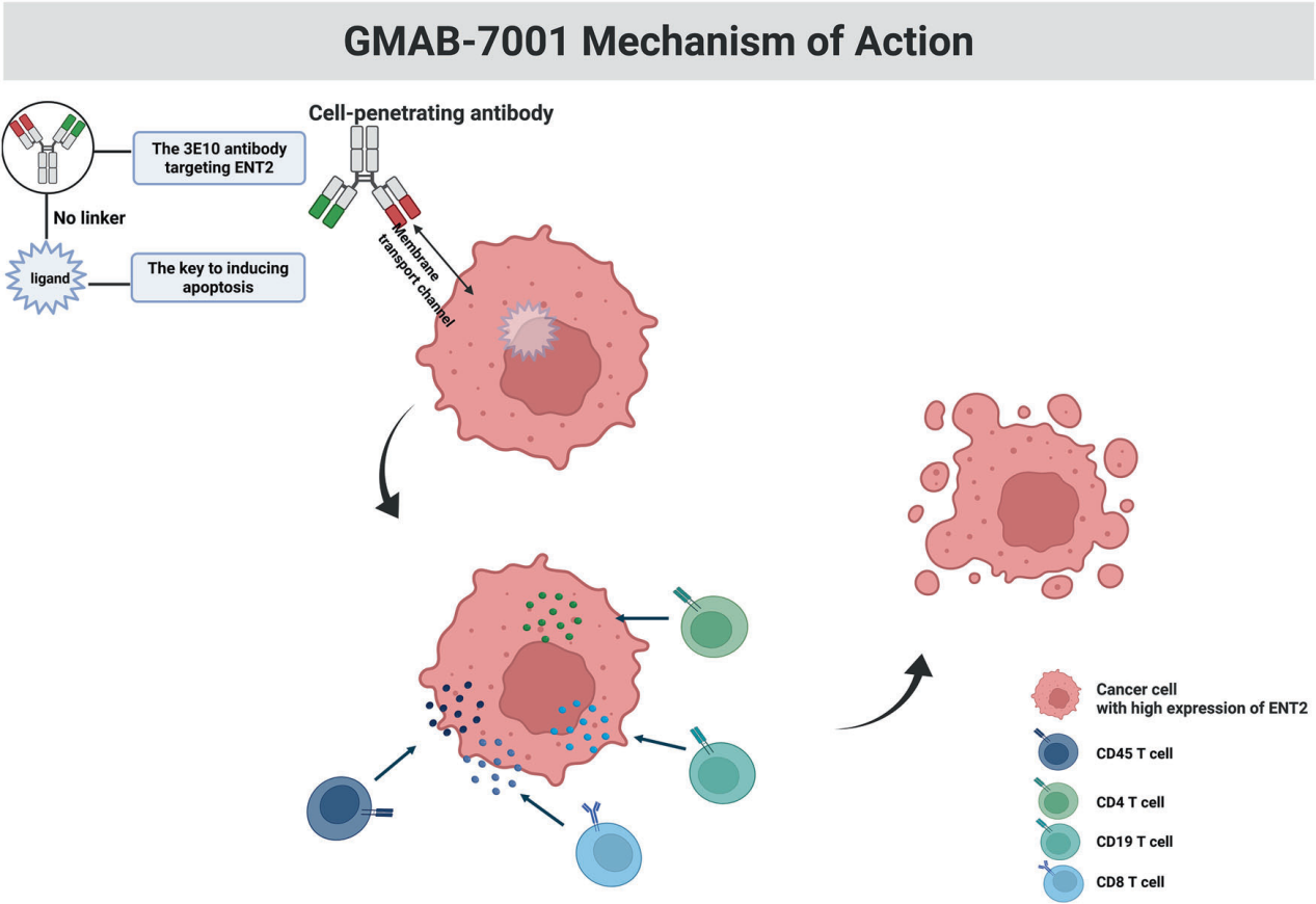 Equilibrative nucleoside transporter SLC29A2 Equilibrative nucleoside transporter SLC29A2