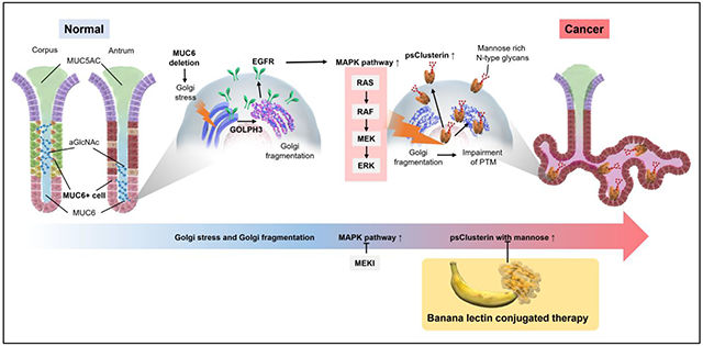 Gastric mucin MUC5A