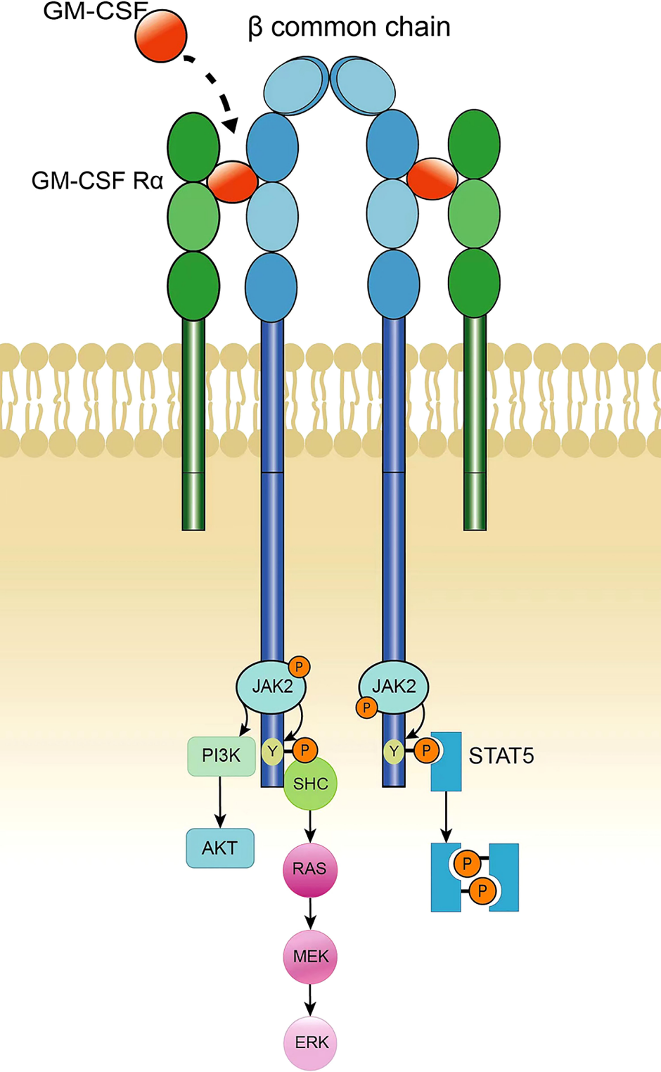 Granulocyte macrophage colony-stimulating factor receptor CSF2R