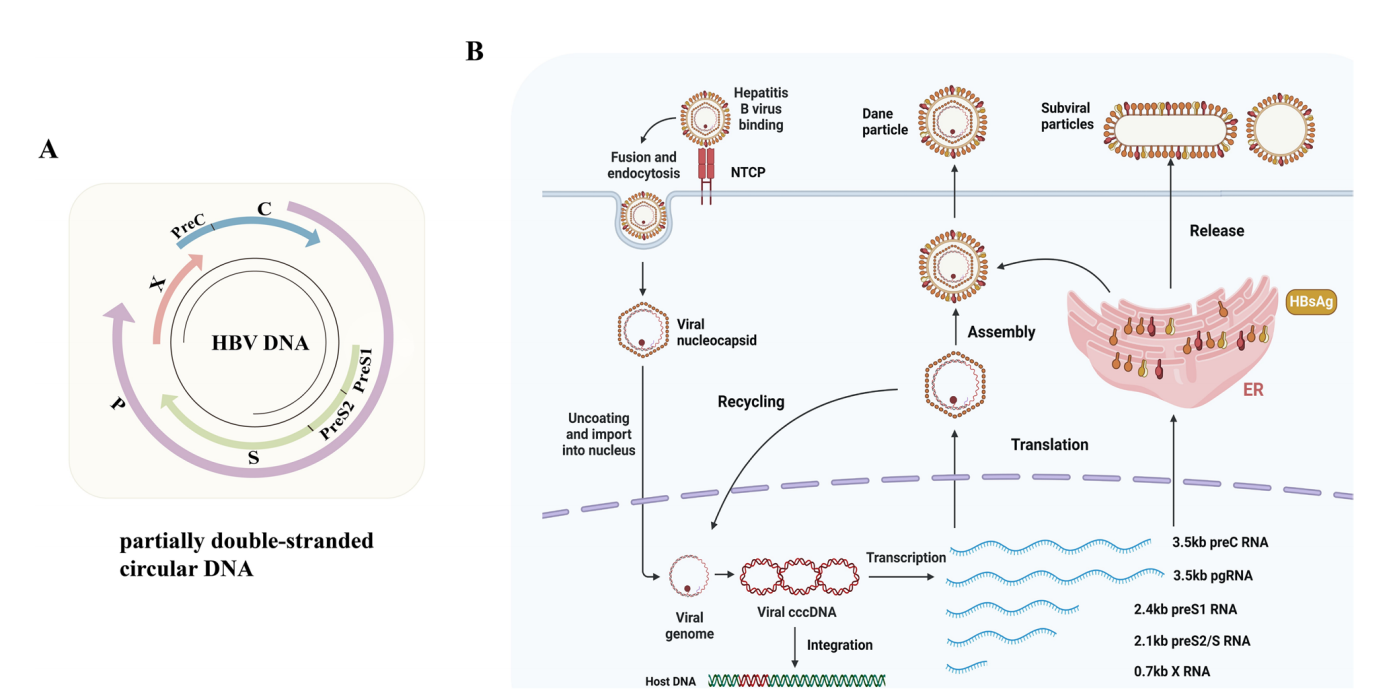 Hepatitis B virus surface antigen HBsAg Hepatitis B virus surface antigen HBsAg