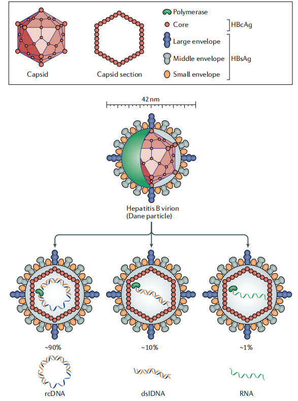 Hepatitis B virus surface antigen HBsAg Hepatitis B virus surface antigen HBsAg