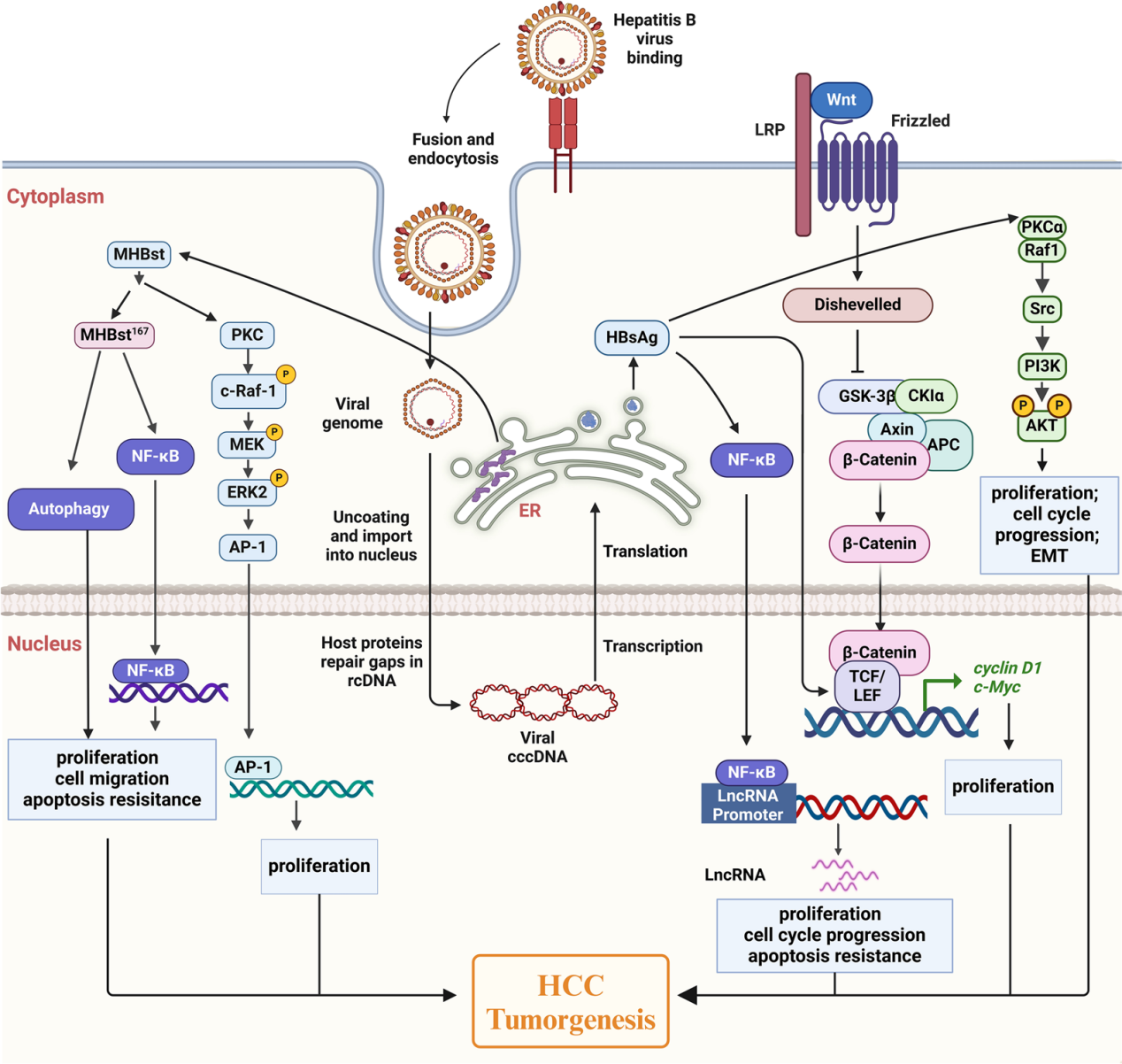 Hepatitis B virus surface antigen HBsAg Hepatitis B virus surface antigen HBsAg