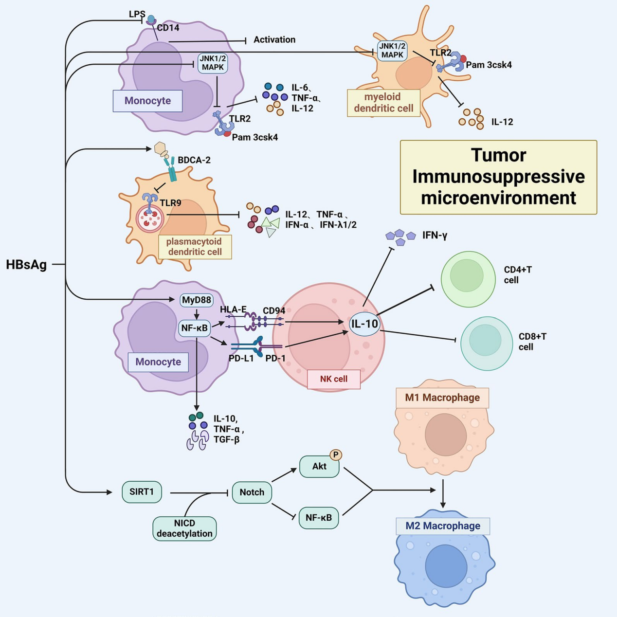 Hepatitis B virus surface antigen HBsAg Hepatitis B virus surface antigen HBsAg