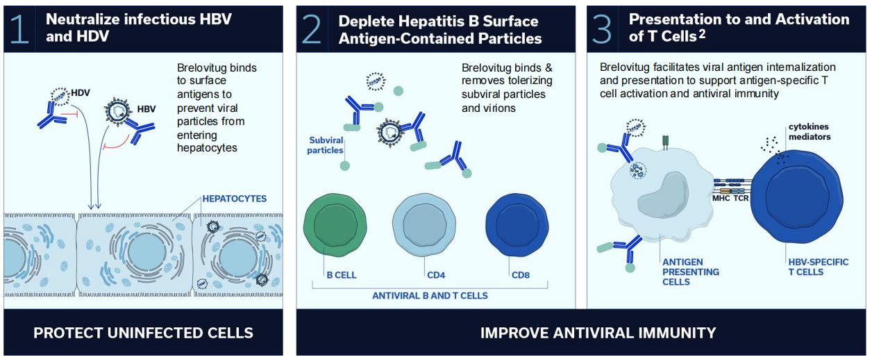 Hepatitis B virus surface antigen HBsAg Hepatitis B virus surface antigen HBsAg