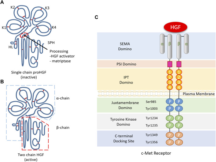 Hepatocyte growth factor HGF Hepatocyte growth factor HGF