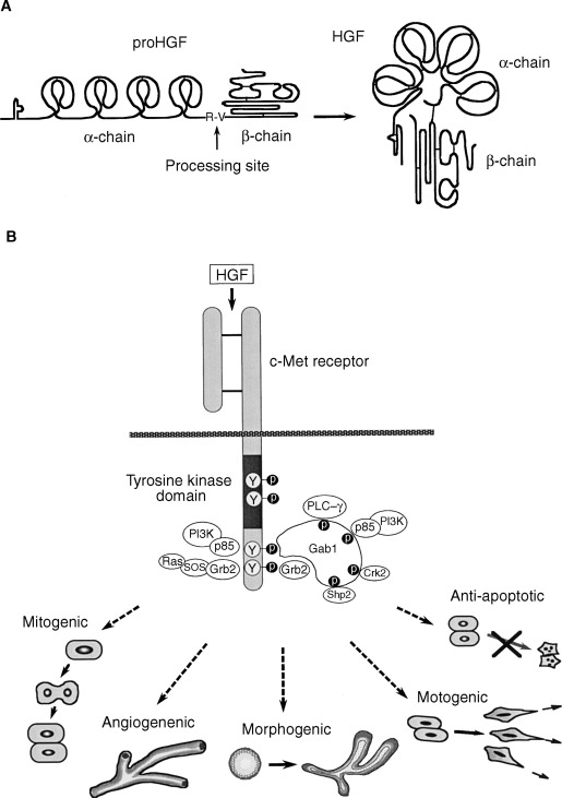 Hepatocyte growth factor HGF Hepatocyte growth factor HGF