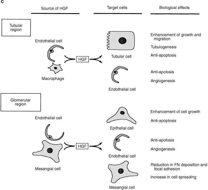 Hepatocyte growth factor HGF Hepatocyte growth factor HGF