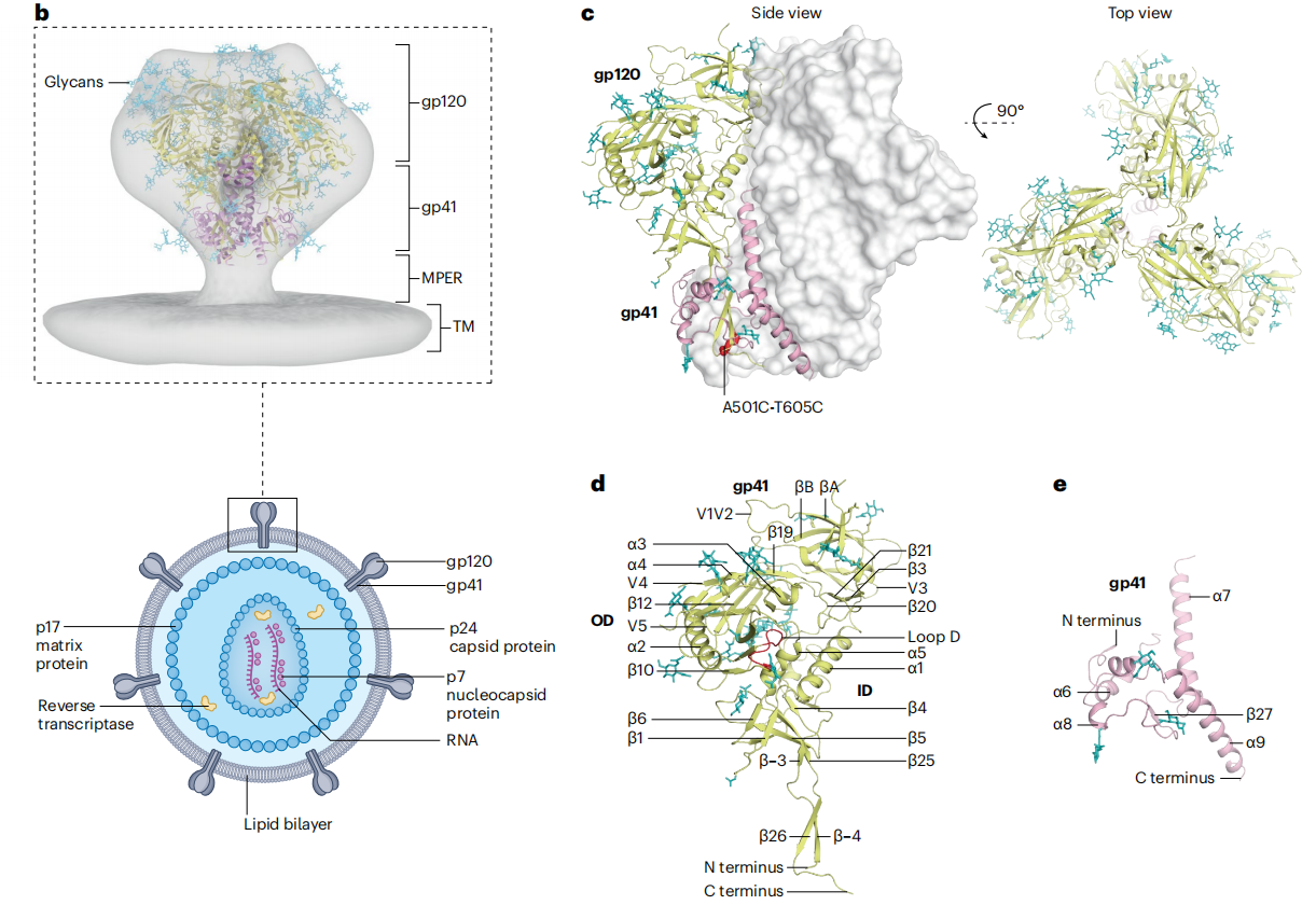 Human Immunodeficiency Virus HIV-1 Human Immunodeficiency Virus HIV-1