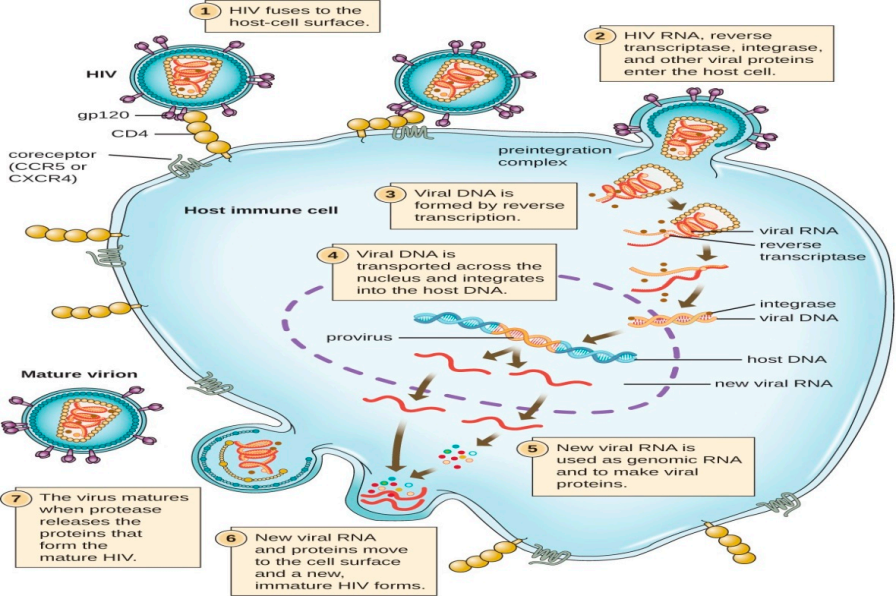 Human Immunodeficiency Virus HIV-1 Human Immunodeficiency Virus HIV-1