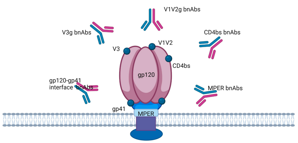 Human Immunodeficiency Virus HIV-1 Human Immunodeficiency Virus HIV-1