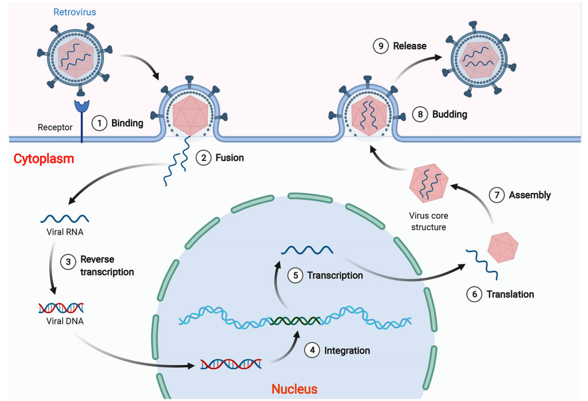 Human endogenous retrovirus HERVs Human endogenous retrovirus HERVs