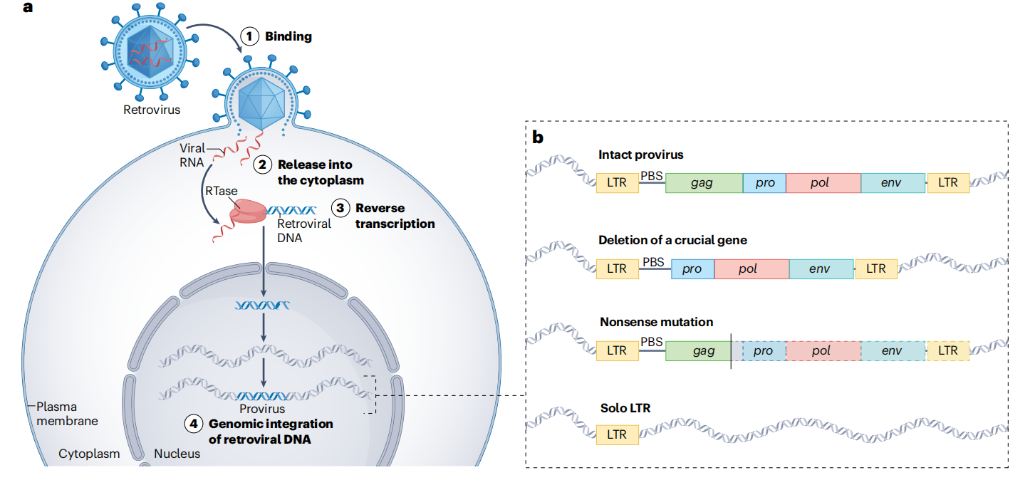 Human endogenous retrovirus HERVs Human endogenous retrovirus HERVs