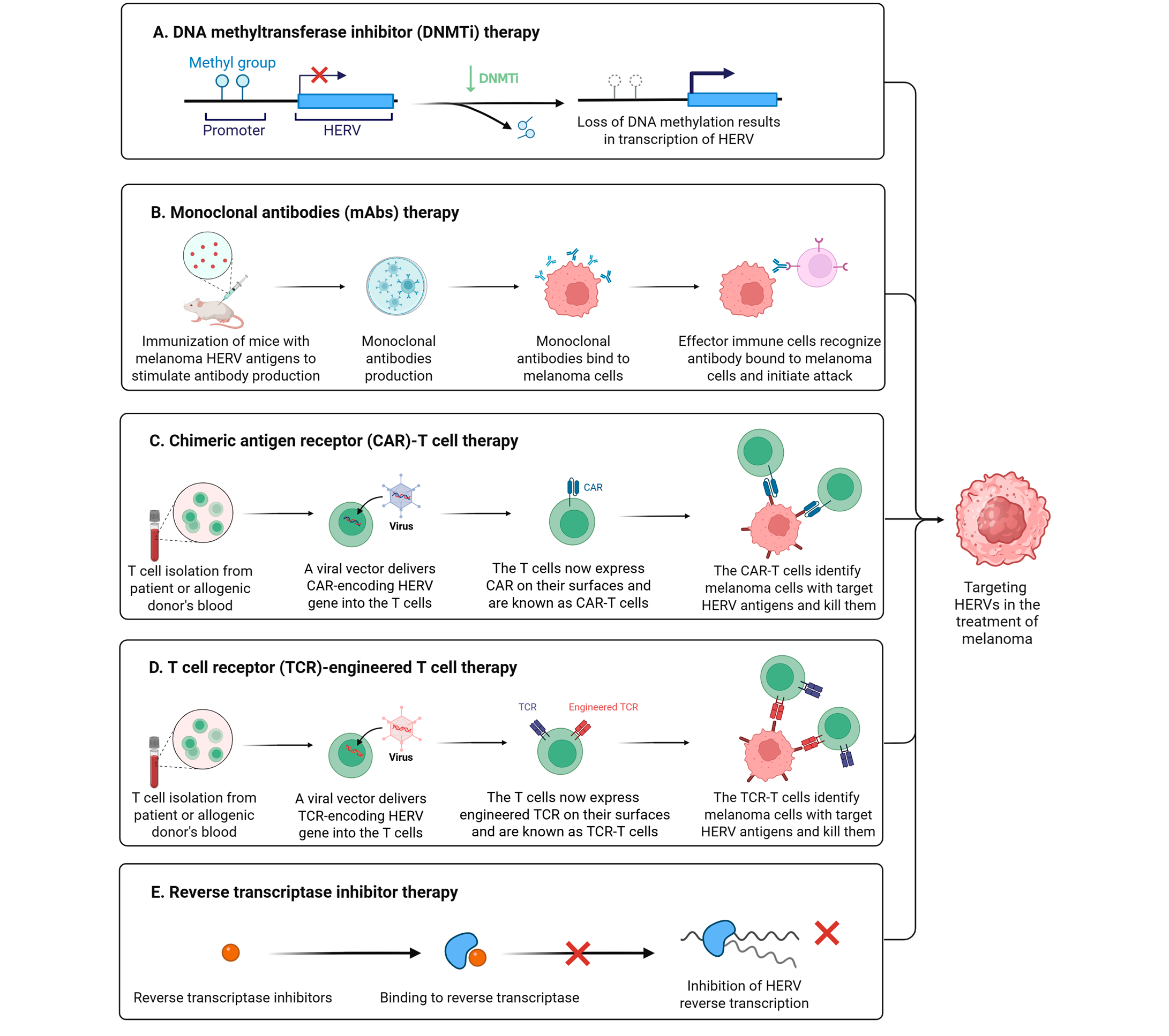 Human endogenous retrovirus HERVs Human endogenous retrovirus HERVs
