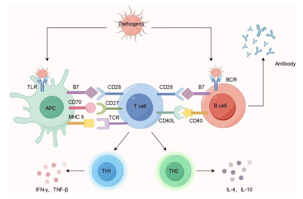 Immune cells costimulate the immune checkpoint receptor CD27