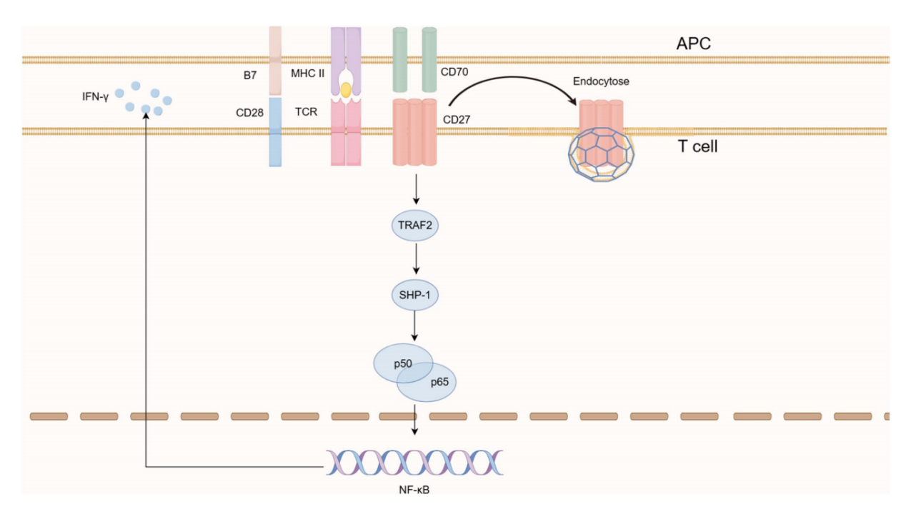 Immune cells costimulate the immune checkpoint receptor CD27