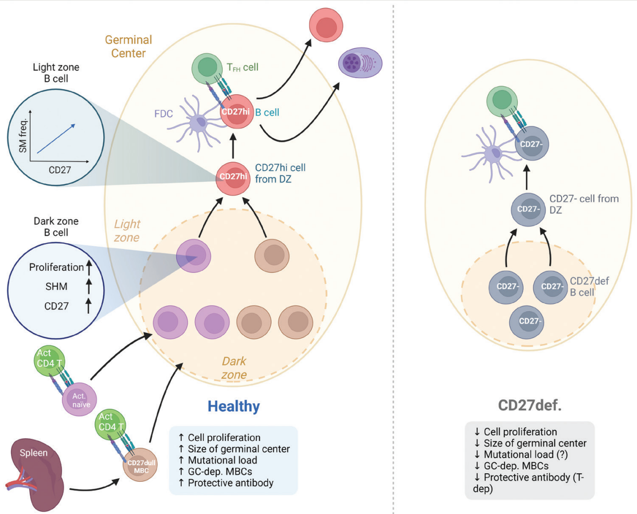 Immune cells costimulate the immune checkpoint receptor CD27