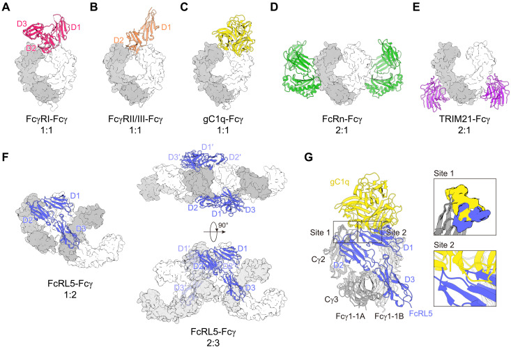 Immunotherapeutic target FCRL5