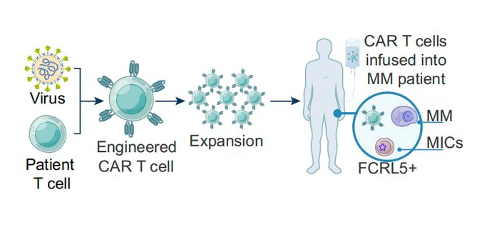 Immunotherapeutic target FCRL5