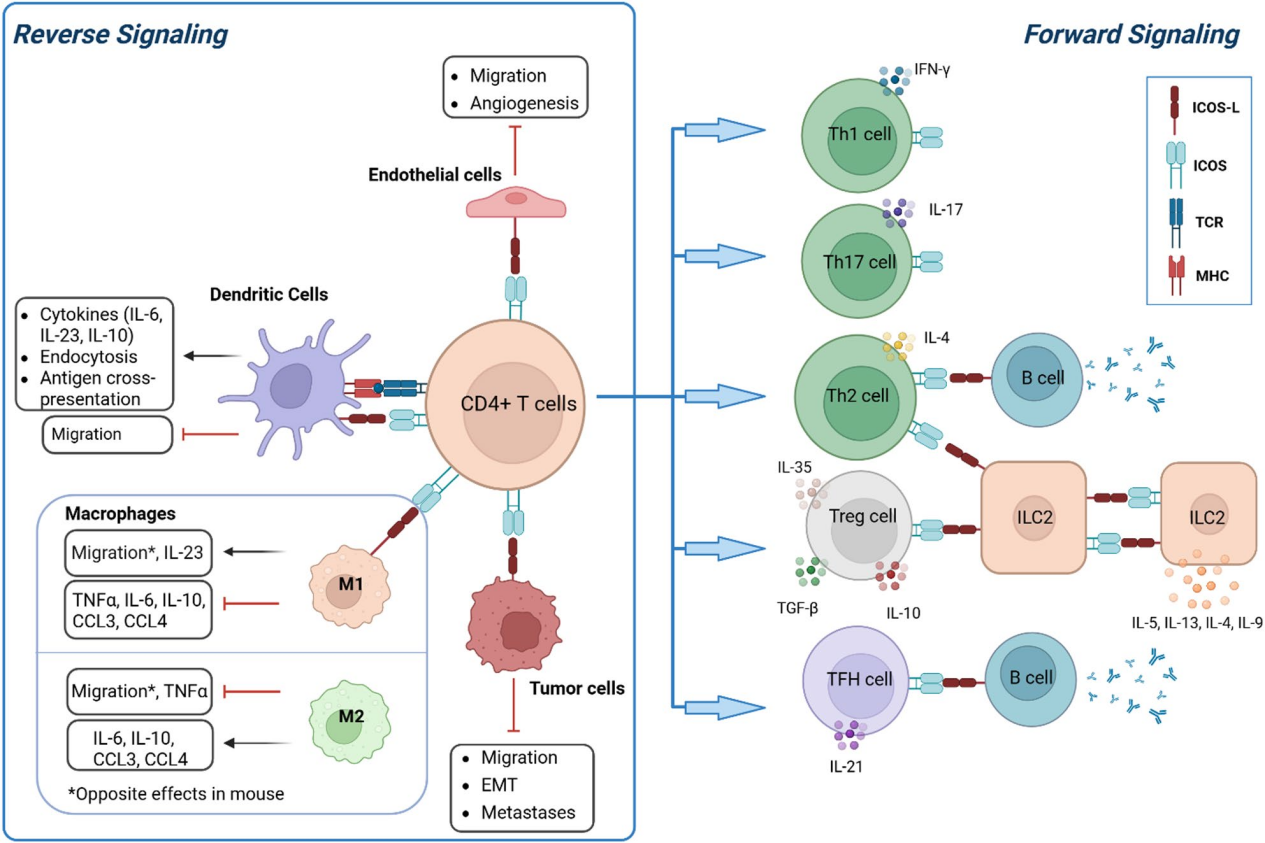 Inducible T-cells costimulate ligand ICOSLG