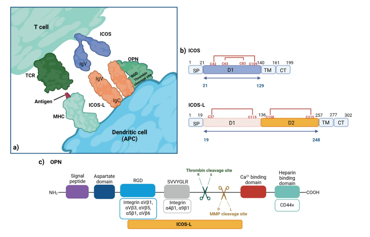 Inducible T-cells costimulate ligand ICOSLG