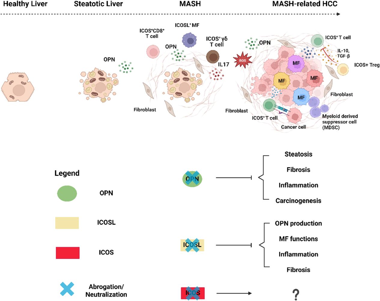 Inducible T-cells costimulate ligand ICOSLG