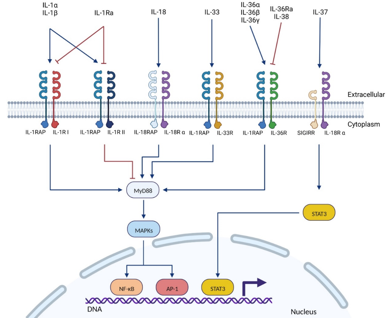 Inflammatory cytokine receptor IL1RAP Inflammatory cytokine receptor IL1RAP