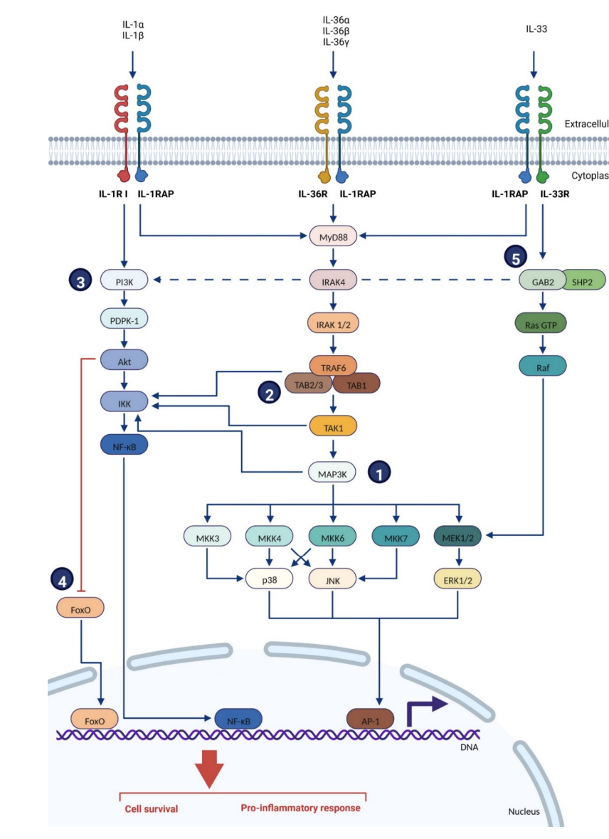 Inflammatory cytokine receptor IL1RAP Inflammatory cytokine receptor IL1RAP