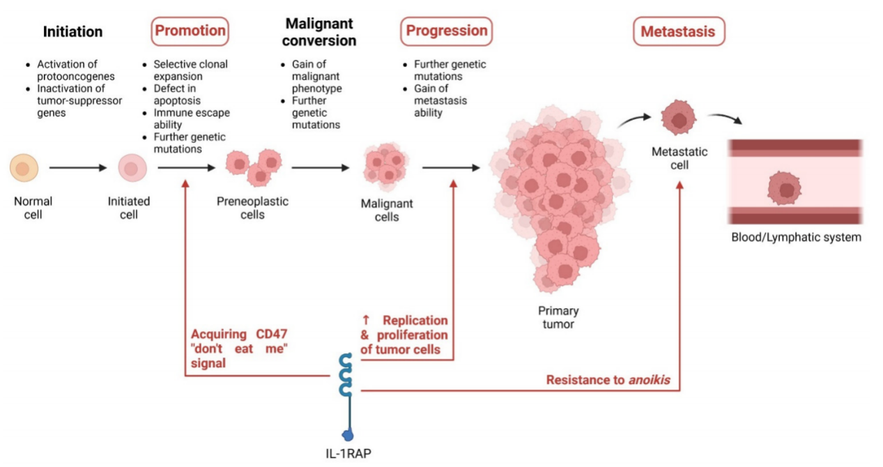Inflammatory cytokine receptor IL1RAP Inflammatory cytokine receptor IL1RAP