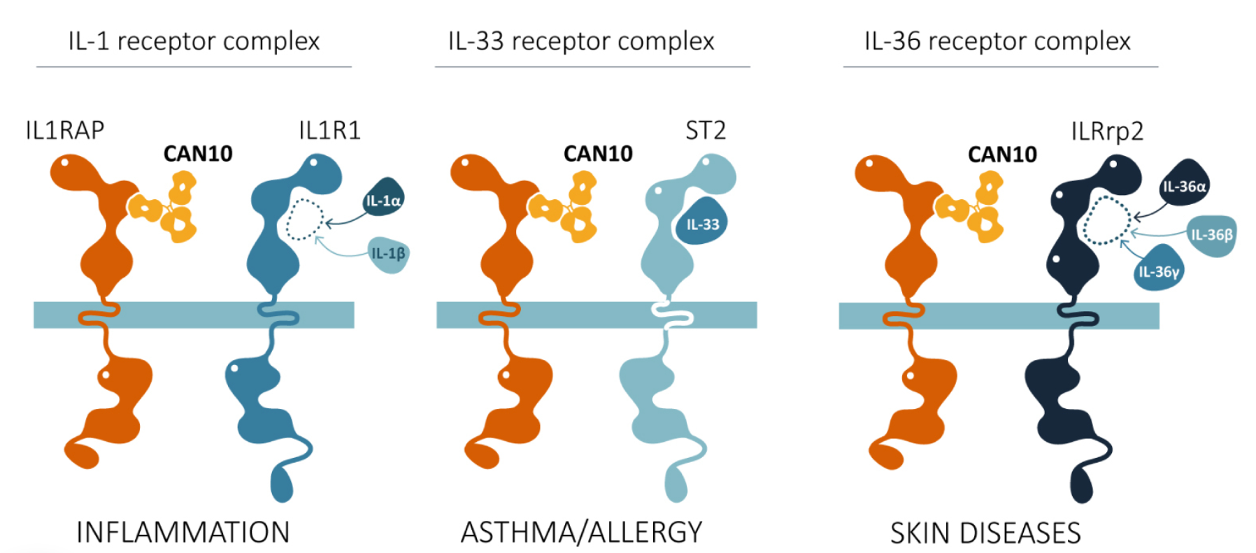 Inflammatory cytokine receptor IL1RAP Inflammatory cytokine receptor IL1RAP