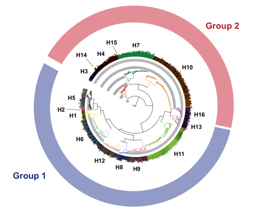 Influenza virus therapeutic target HA Influenza virus therapeutic target HA