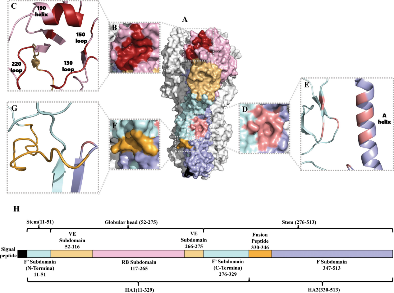 Influenza virus therapeutic target HA Influenza virus therapeutic target HA