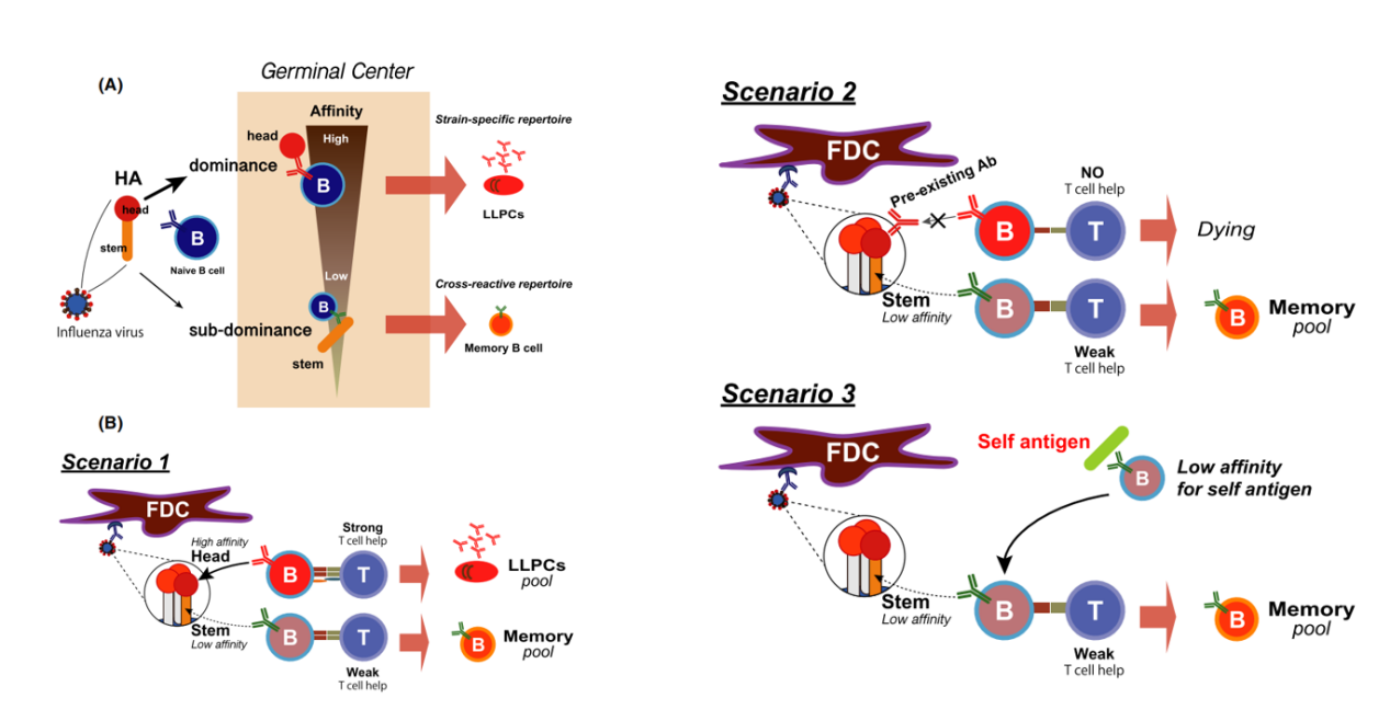 Influenza virus therapeutic target HA Influenza virus therapeutic target HA
