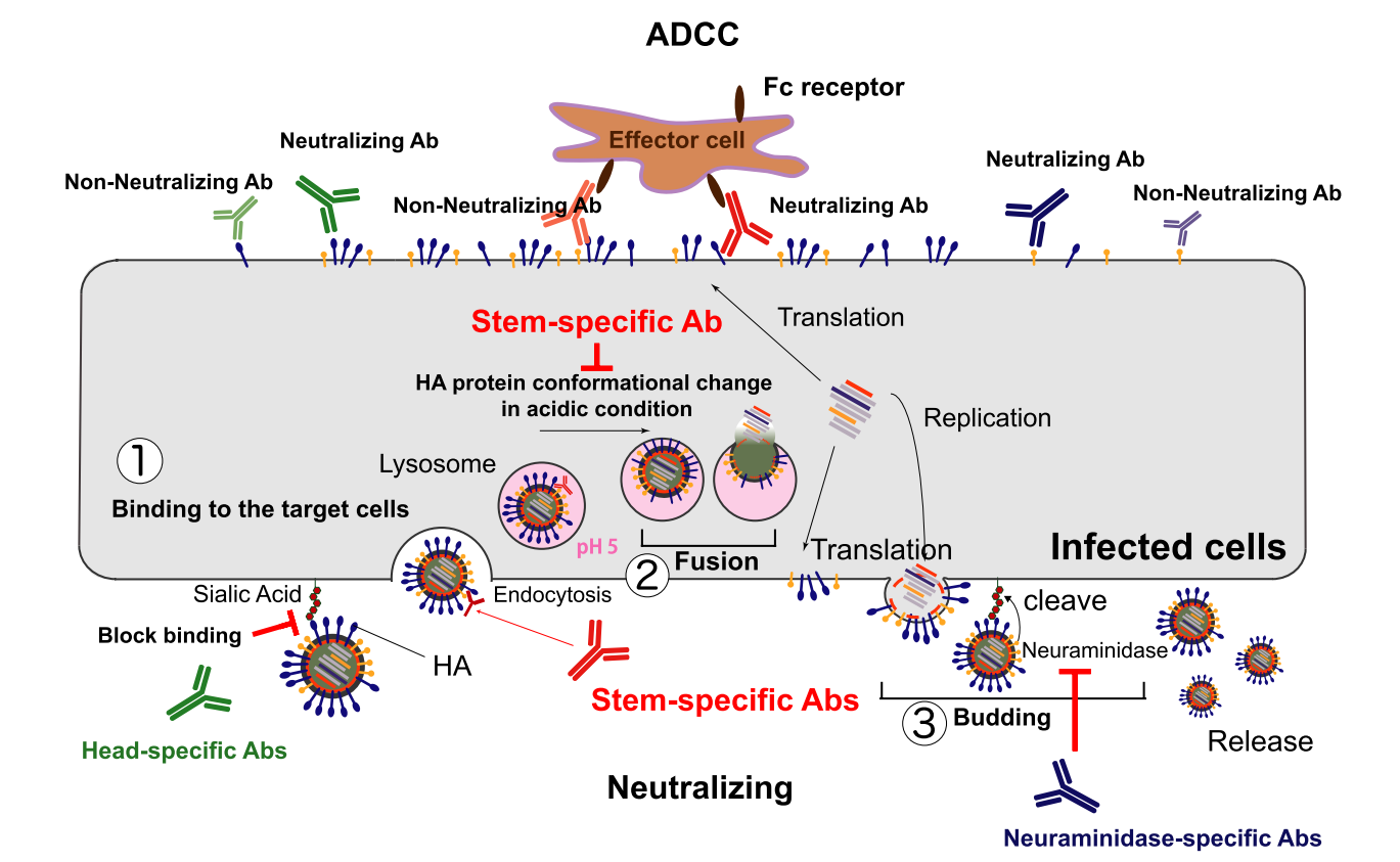Influenza virus therapeutic target HA Influenza virus therapeutic target HA